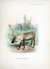 Illustration of a deer.