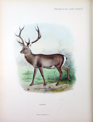 Illustration of a deer.