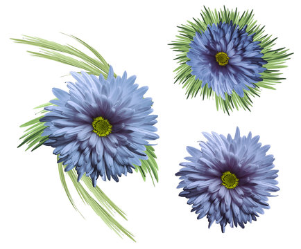 Fototapeta Flowers are blue-violet with green leaves in watercolor style. Light blue chrysanthemum isolated on white background. For design  texture  curbs  covers  wrappers  background  framework. Nature.
