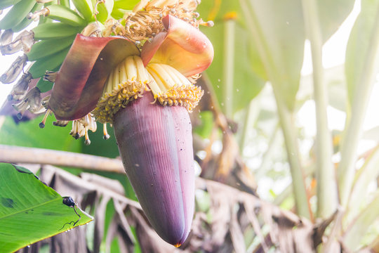 Banana blossom or Banana flower.