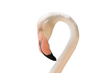 close-up of flamingo isolated on white background - clipping paths