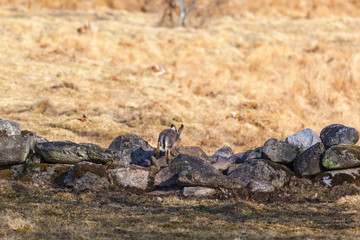Hare