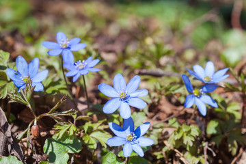 Flowering hepatica