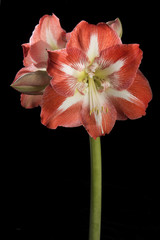 Amaryllis / Amaryllis strié ‘Minerva’ / Hippeastrum x