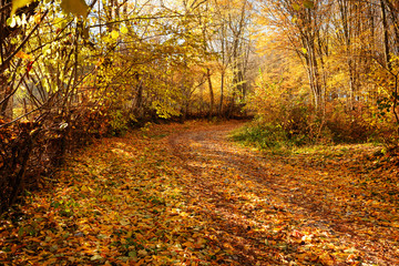 landscape of bright sunny autumn forest with orange foliage and trail