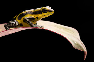 Fototapeta premium A poisonous poison dart frog, Oophaga pumilio. Macro of a small rain forest animal.