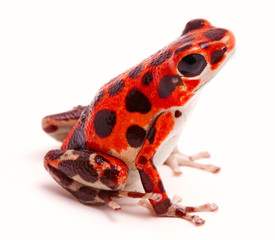 Obraz premium Poison dart or arrow frog, a morph found on Red Frog Beach, Bastimentos, Bocas del Toro, Panama.Tropical poisonous rain forest animal, Oophaga pumilio isolated on a white background.