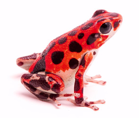 Obraz premium Trująca strzałka lub strzałkowa żaba, Plaża Red Frog, Bastimentos, Bocas del Toro, Panama. Tropikalne trujące zwierzę lasów tropikalnych, Oophaga pumilio na białym tle na białym tle.