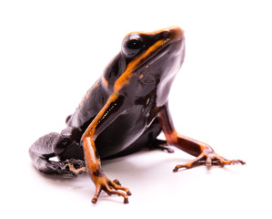 poison dart or arrow frog, Ameerega silverstonei. Orange poisonous animal from the Amazon rain forest of Peru. Isolated on white background..