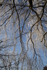 sous les branches en hiver