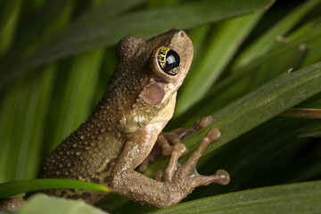 Tropical tree frog crawling in the high grass. Osyeocephalus taurinus