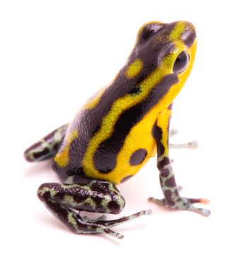 Poison dart frog, an amphibain with vibrant yelllow. Tropical poisonous rain forest animal, Oophaga pumilio isolated on a white background.