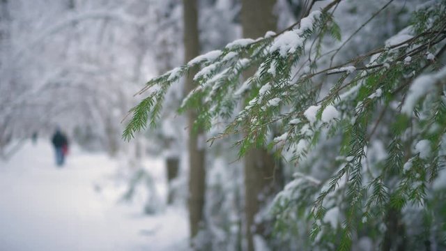 branches spruce in the snow and a person is walking away