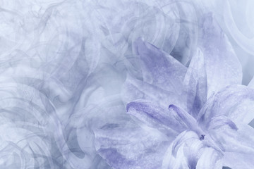 Fototapeta premium Floral abstract light gray-white-violet background. Petals of a lily flower on a white-violet frosty background. Close-up. Flower collage for postcard. Nature.