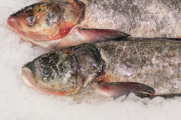 Fresh fish on ice in supermarket. Healthy and healthy food