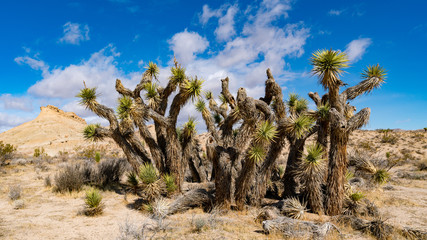 Joshua Tree