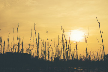 dry tree forest sunset