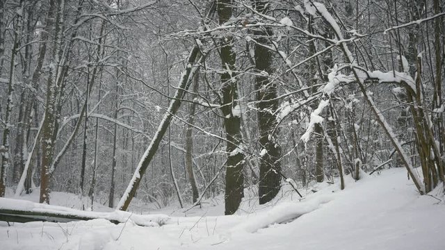 winter forest, trees in the snow, light snow falls