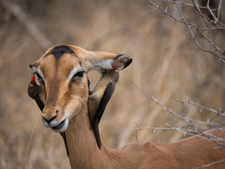 Deux pique-boeuf à bec rouge susurrant à l'oreille d'un impala.