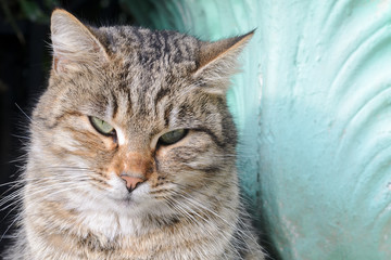 Portrait of a tabby cat, close-up