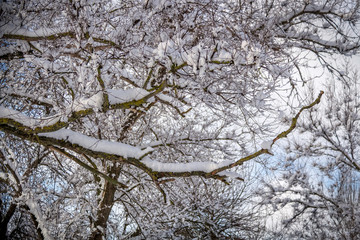 Snow-covered winter tree branches against the blue sky