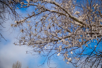 Snow-covered winter tree branches against the blue sky