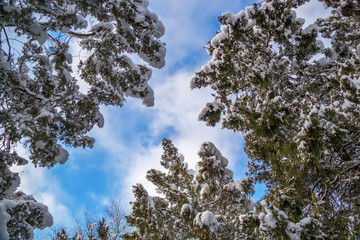 Snow-covered winter tree branches against the blue sky