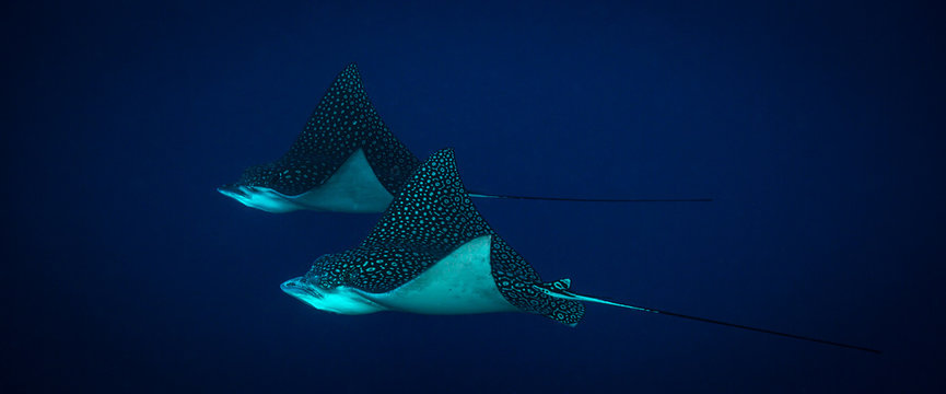 Spotted Eagle Ray