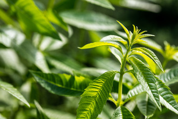 closeup of lemon verbena for aromatic garden, copy space