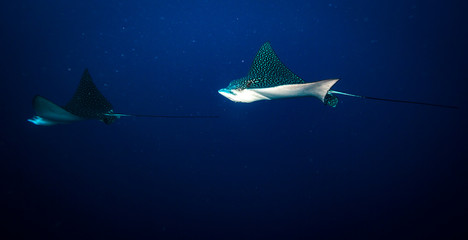Spotted eagle ray on coral reef of the island Cozumel