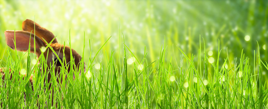 hase im gras , fr&uuml;hling, panorama, hintergrund