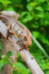 Chameleon on protection from dry tree