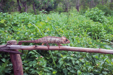 Chameleon on protection and tropical thickets. Amber Mauntin, Diego-Suarez, Madagascar