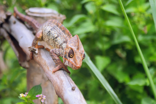 Chameleon on protection from dry tree. Amber Mauntin, Diego-Suarez, Madagascar