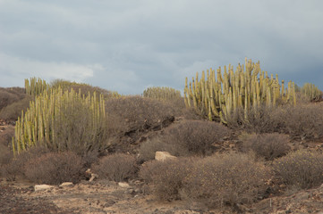 Canary Island spurges (Euphorbia canariensis) and balsam spurges (Euphorbia balsamifera). El...