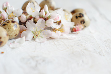 Fototapeta na wymiar Quail eggs and almond flowers