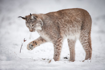 Fototapeta na wymiar Lynx playing in Snow