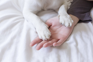 woman hands touching her dog paws on white sheet on bed. Morning, love for animals concept. Home,...