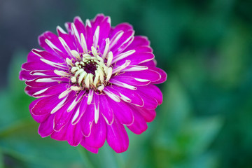 Zinnia flower macro view photography. Elegant red violet petals plant on blurred green background. Copy space, shallow depth of field