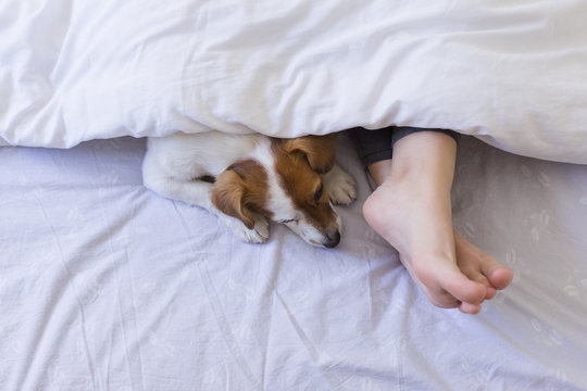 Top View Of Woman Foot On Bed Behind A White Cover With Her Cute Small Dog Besides. Daytime, Pets Indoors, Lifestyle.