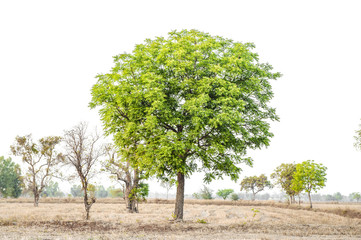 Obraz premium Tree on white background