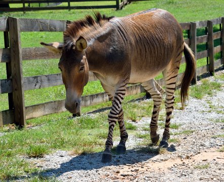 Zonkey named for Zebra and Donkey mix