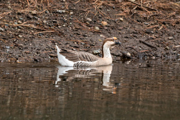 Brown Chinese Goose
