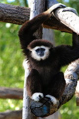 gibbon