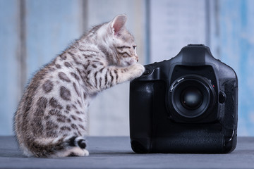Photographer Kitten