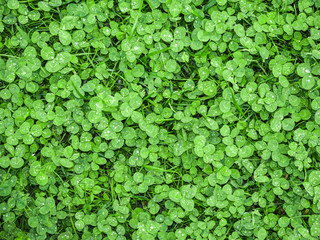 Obraz premium Green clover covering ground on lawn in garden. Shamrock pattern. Natural green grass carpet texture.
