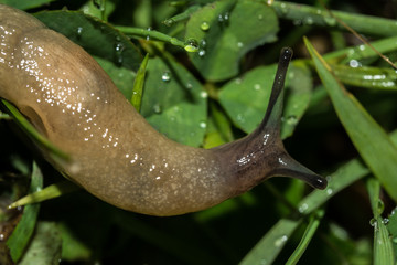 macro of small garden pest slug eating green grass leaves