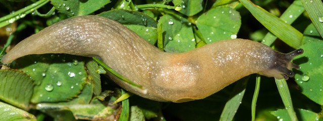 macro of small garden pest slug eating green grass leaves