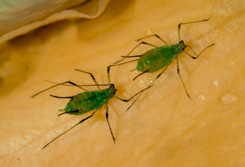 insects aphids sit on the petals of a yellow garden rose flower