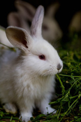 White rabbit eating grass